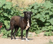 JOY, Hund, Mischlingshund in Rumänien - Bild 2