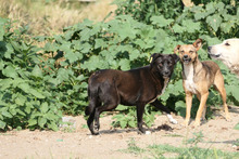 JOY, Hund, Mischlingshund in Rumänien - Bild 3