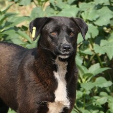 JOY, Hund, Mischlingshund in Rumänien - Bild 7
