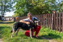 WODNIK, Hund, Mischlingshund in Polen - Bild 3