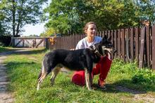 WODNIK, Hund, Mischlingshund in Polen - Bild 4