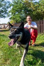 WODNIK, Hund, Mischlingshund in Polen - Bild 5