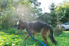 NEPTUN, Hund, Mischlingshund in Polen - Bild 1