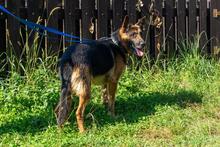 NEPTUN, Hund, Mischlingshund in Polen - Bild 2