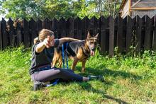 NEPTUN, Hund, Mischlingshund in Polen - Bild 3