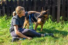 NEPTUN, Hund, Mischlingshund in Polen - Bild 4