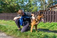 POSEIDON, Hund, Deutscher Schäferhund in Polen - Bild 4