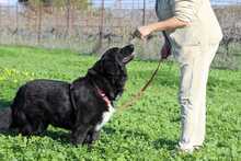 MAVROUKA, Hund, Mischlingshund in Griechenland - Bild 2