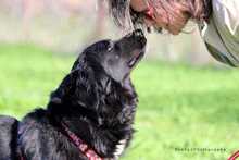 MAVROUKA, Hund, Mischlingshund in Griechenland - Bild 3