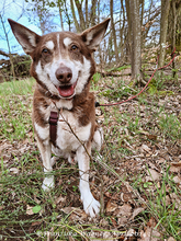 HERRJOCO, Hund, Terrier-Siberian Husky-Mix in Egelsbach - Bild 1