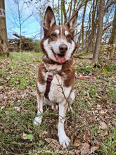 HERRJOCO, Hund, Terrier-Siberian Husky-Mix in Egelsbach - Bild 2