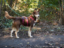 HERRJOCO, Hund, Terrier-Siberian Husky-Mix in Egelsbach - Bild 3