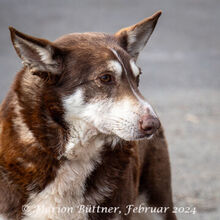 HERRJOCO, Hund, Terrier-Siberian Husky-Mix in Egelsbach - Bild 4