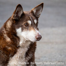 HERRJOCO, Hund, Terrier-Siberian Husky-Mix in Egelsbach - Bild 5