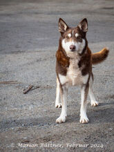 HERRJOCO, Hund, Terrier-Siberian Husky-Mix in Egelsbach - Bild 6