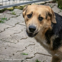 CASPER, Hund, Deutscher Schäferhund-Mix in Egelsbach - Bild 1