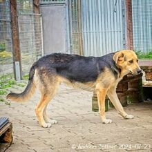 CASPER, Hund, Deutscher Schäferhund-Mix in Egelsbach - Bild 2