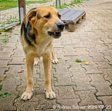 CASPER, Hund, Deutscher Schäferhund-Mix in Egelsbach - Bild 3