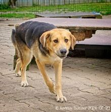 CASPER, Hund, Deutscher Schäferhund-Mix in Egelsbach - Bild 4