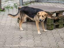 CASPER, Hund, Deutscher Schäferhund-Mix in Egelsbach - Bild 5