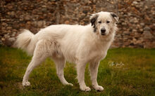 BOJE, Hund, Herdenschutzhund-Mix in Nettetal - Bild 1