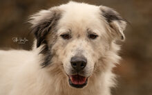 BOJE, Hund, Herdenschutzhund-Mix in Nettetal - Bild 2