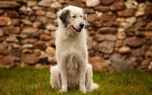 BOJE, Hund, Herdenschutzhund-Mix in Nettetal - Bild 3