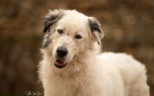 BOJE, Hund, Herdenschutzhund-Mix in Nettetal - Bild 4