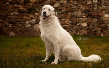 BOJE, Hund, Herdenschutzhund-Mix in Nettetal - Bild 5