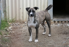 NIKY, Hund, Mischlingshund in Rumänien - Bild 6