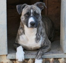 NIKY, Hund, Mischlingshund in Rumänien - Bild 7