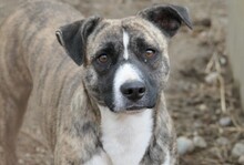 NIKY, Hund, Mischlingshund in Coswig