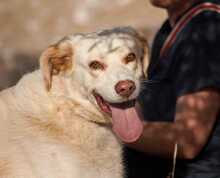 IRIS, Hund, Labrador-Mix in Griechenland - Bild 1