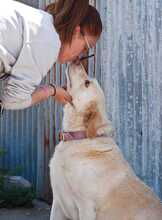 IRIS, Hund, Labrador-Mix in Griechenland - Bild 10