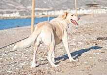 IRIS, Hund, Labrador-Mix in Griechenland - Bild 12