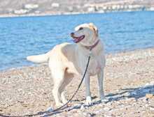 IRIS, Hund, Labrador-Mix in Griechenland - Bild 14