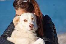 IRIS, Hund, Labrador-Mix in Griechenland - Bild 16