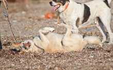 IRIS, Hund, Labrador-Mix in Griechenland - Bild 17