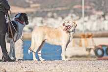 IRIS, Hund, Labrador-Mix in Griechenland - Bild 18