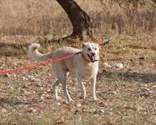 IRIS, Hund, Labrador-Mix in Griechenland - Bild 2