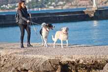 IRIS, Hund, Labrador-Mix in Griechenland - Bild 20