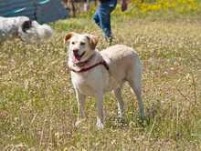 IRIS, Hund, Labrador-Mix in Griechenland - Bild 3