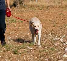 IRIS, Hund, Labrador-Mix in Griechenland - Bild 4