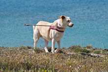 IRIS, Hund, Labrador-Mix in Griechenland - Bild 5