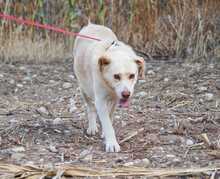 IRIS, Hund, Labrador-Mix in Griechenland - Bild 7