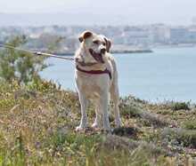 IRIS, Hund, Labrador-Mix in Griechenland - Bild 9