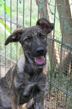 CANTABILE, Hund, Mischlingshund in Rumänien - Bild 10