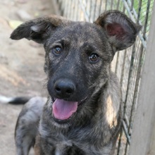 CANTABILE, Hund, Mischlingshund in Rumänien - Bild 11