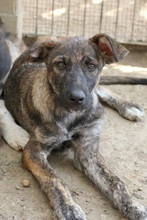 CANTABILE, Hund, Mischlingshund in Rumänien - Bild 12