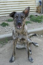 CANTABILE, Hund, Mischlingshund in Rumänien - Bild 14
